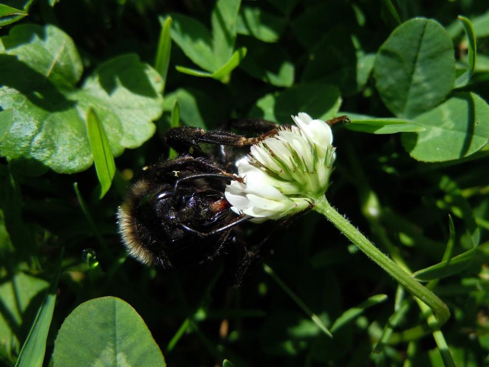 Bee Insect Close Up Bee Insect Close Up
