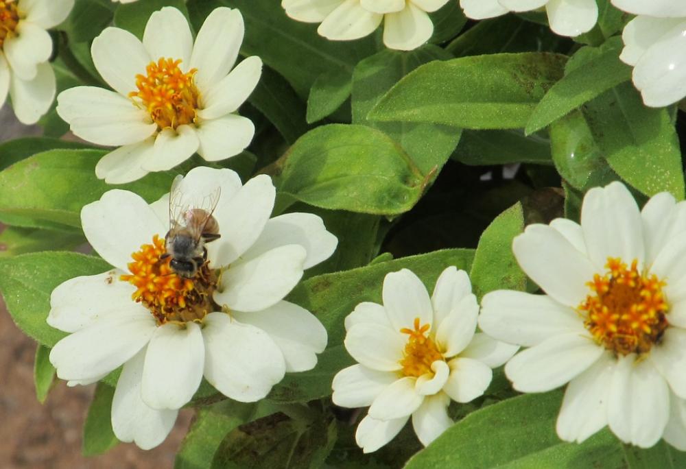 Bee White Flower Petals Pollen White Flower Bee White Flower Petals Pollen White Flower