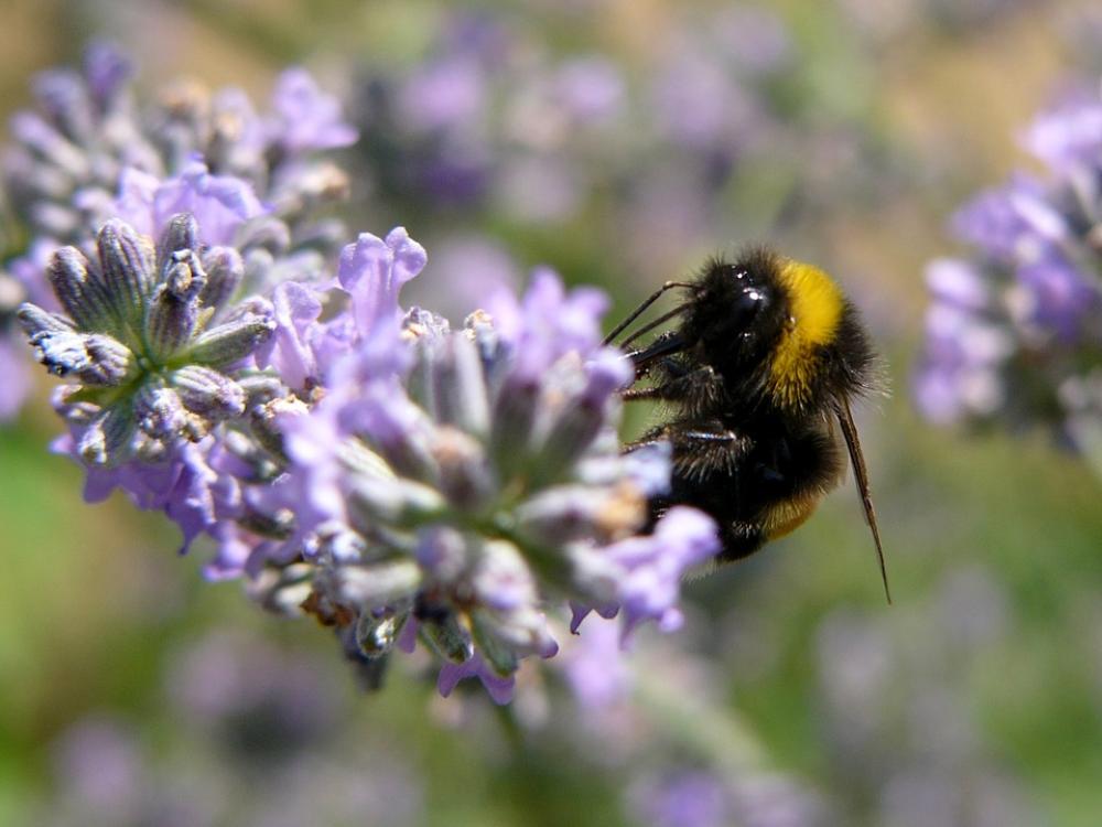 Bee Lavender Nature Flower Garden Macro Field Bee Lavender Nature Flower Garden Macro Field