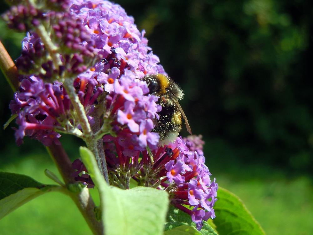 Bee Lilac Insect Flowers Bee Lilac Insect Flowers