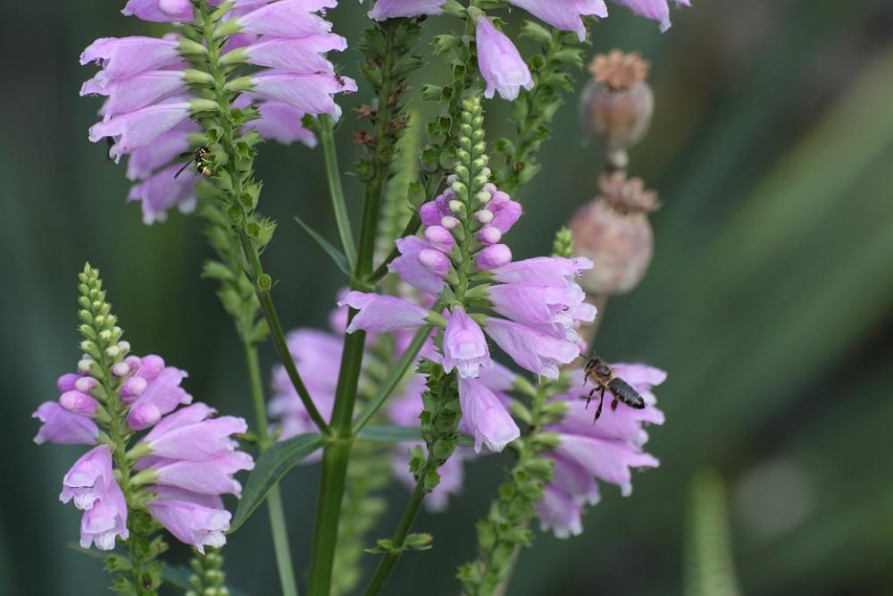 Bee Blossom Bloom Flower Violet Pink Farbenpracht Bee Blossom Bloom Flower Violet Pink Farbenpracht