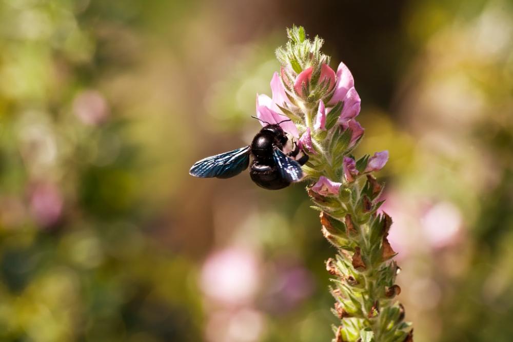 Bee Animal Nature Macro Close Up Insect Meadow Bee Animal Nature Macro Close Up Insect Meadow