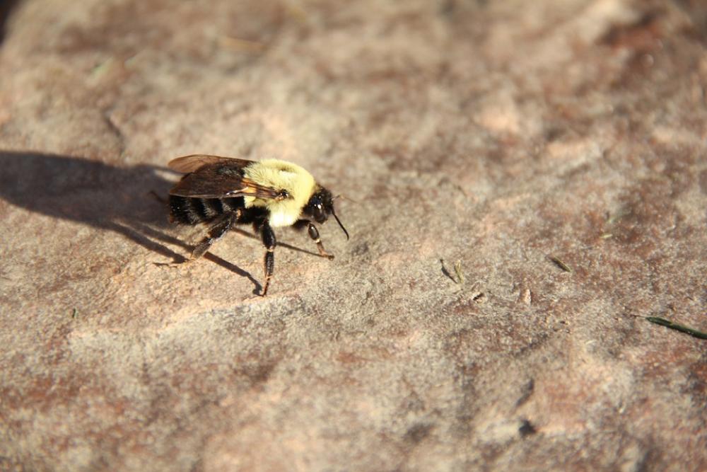 Bee Bug Insect Nature Fly Yellow Honey Wing Bee Bug Insect Nature Fly Yellow Honey Wing