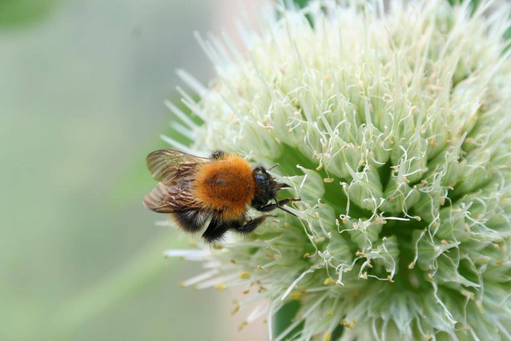 Bee Flower Bee In Bloom Summer Garden Plant Plant Bee Flower Bee In Bloom Summer Garden Plant Plant