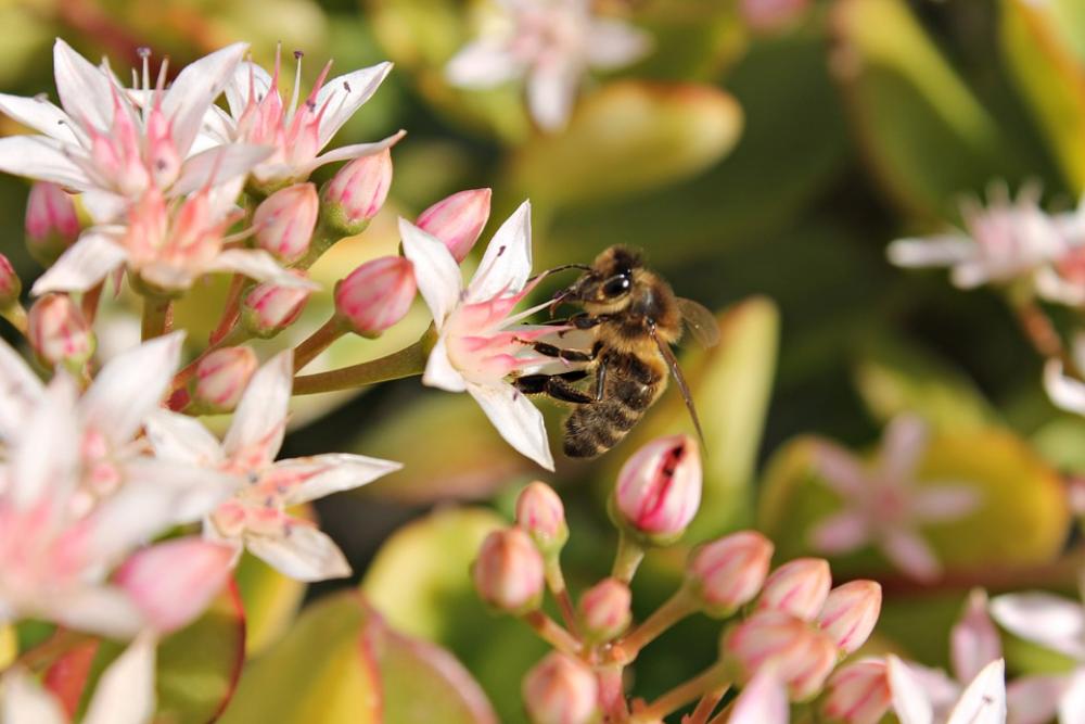Bee Flower Macro Wildlife Colorful Pistil Bee Flower Macro Wildlife Colorful Pistil