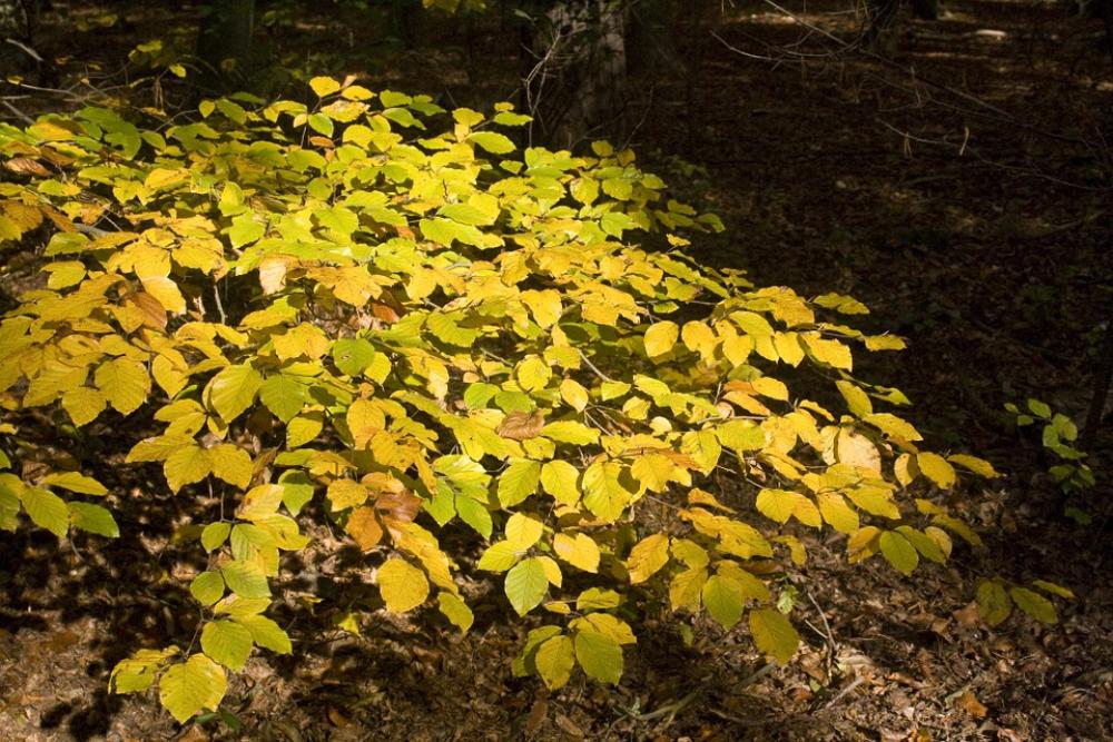 Beech Beech Leaves Leaves Forest Golden October Beech Beech Leaves Leaves Forest Golden October