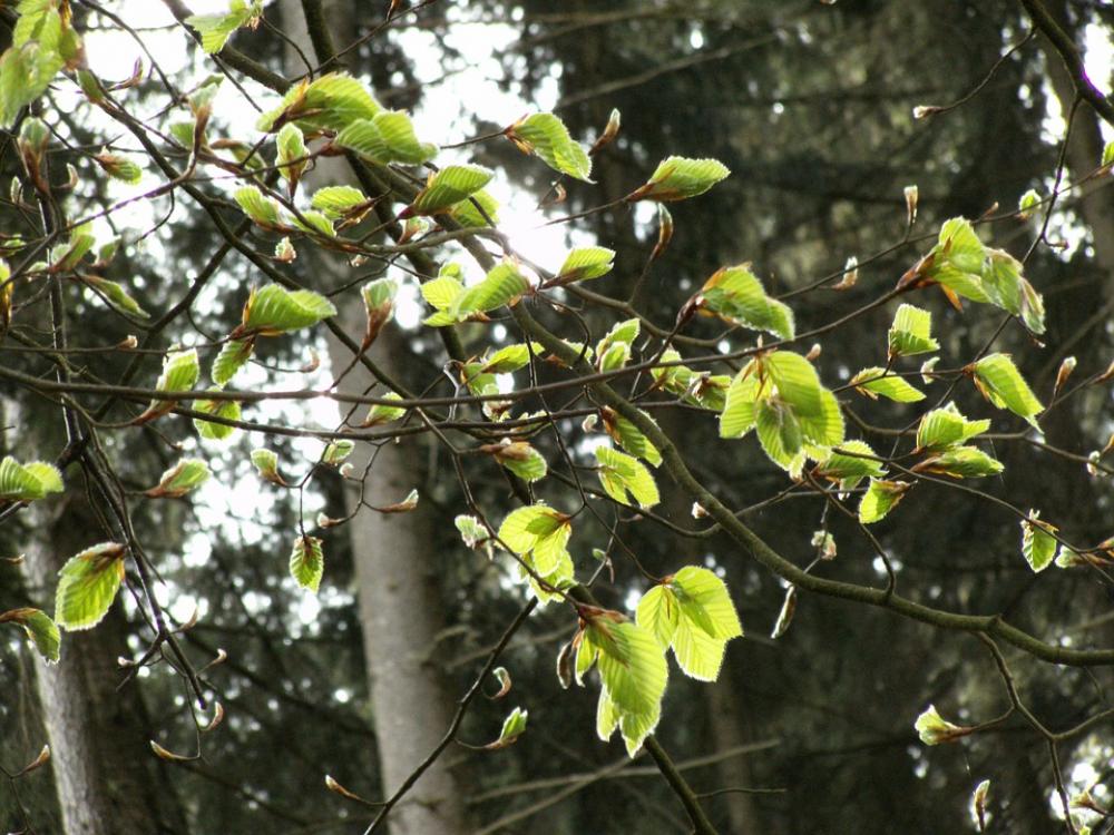Beech Young Beech Leaves Forest Leaves Tree Trees Beech Young Beech Leaves Forest Leaves Tree Trees