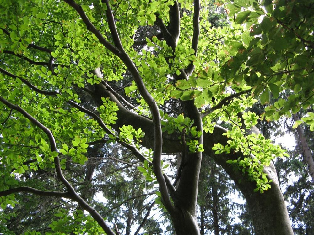 Beech Tree Leaves Green Aesthetic Summer Nature Beech Tree Leaves Green Aesthetic Summer Nature