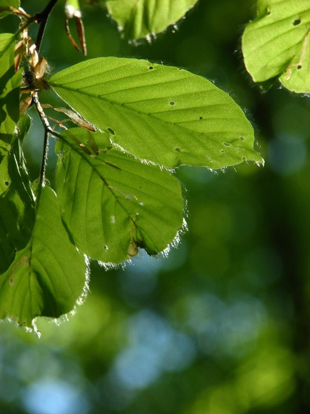 Beech Wood Nature Forest Spring Green Still Life Beech Wood Nature Forest Spring Green Still Life