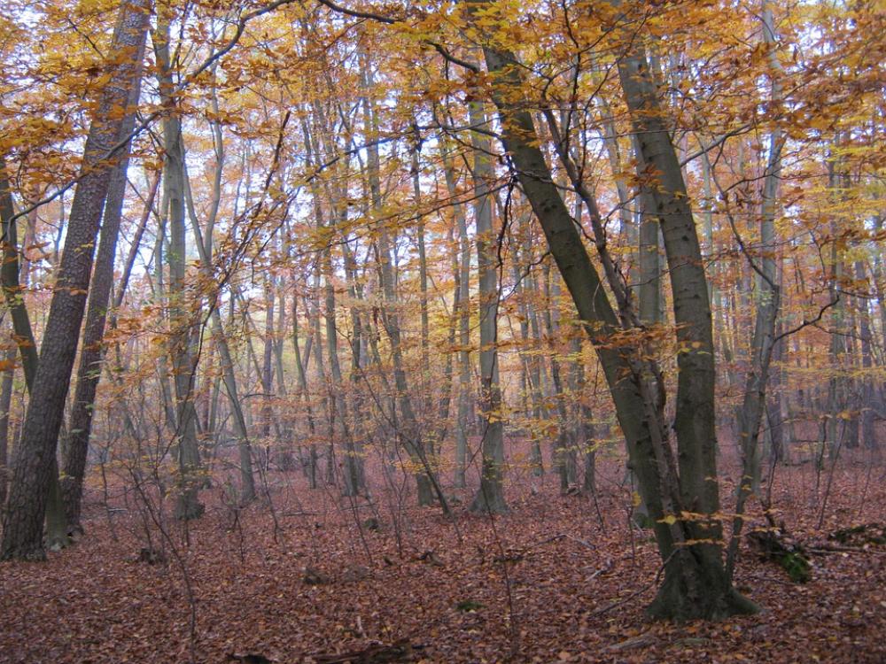 Beech Wood Golden November Autumn Late Autumn Beech Wood Golden November Autumn Late Autumn