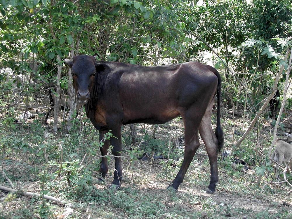 Beef Animal Brown Beef Animal Brown