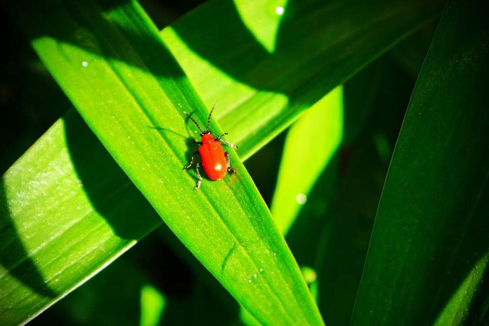 Beetle Insect Red Close Up Nature Beetle Insect Red Close Up Nature