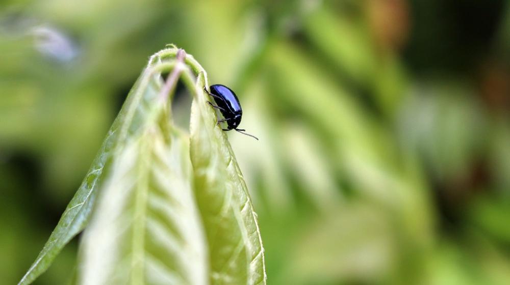 Beetle Insect Black Leaf Green Nature Beetle Insect Black Leaf Green Nature