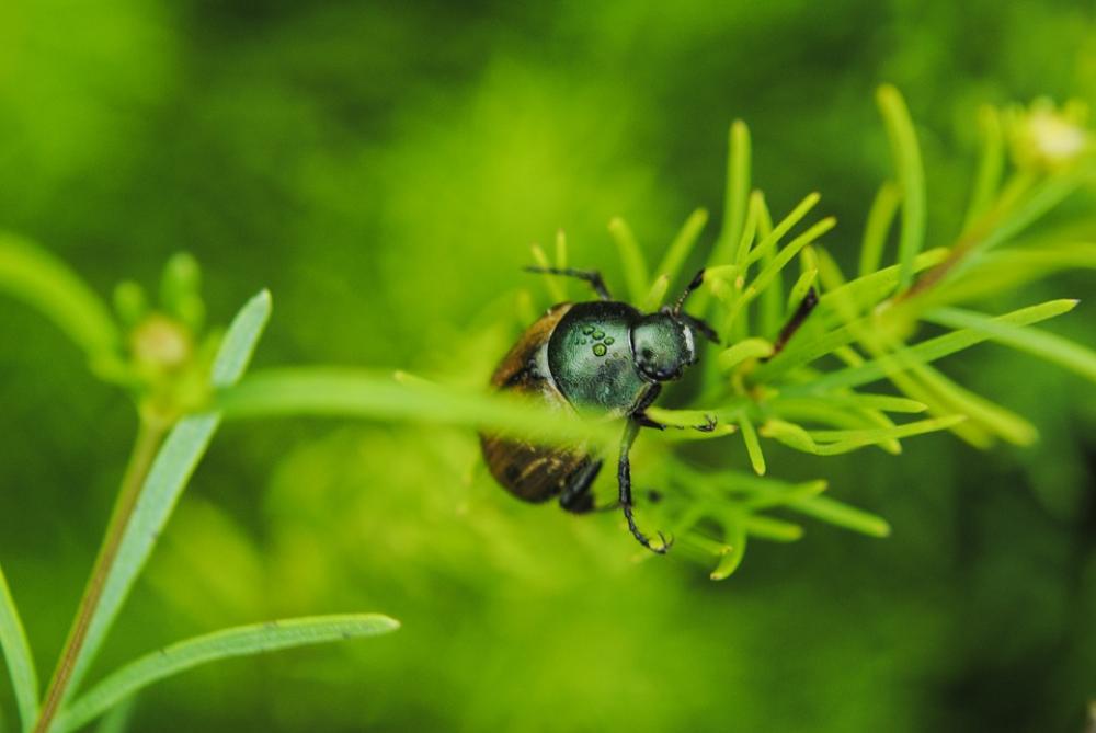 Beetle Grass Water Foliage Beetle Grass Water Foliage