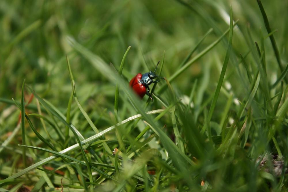 Beetle Grass Insect Blades Of Grass Red Beetle Grass Insect Blades Of Grass Red