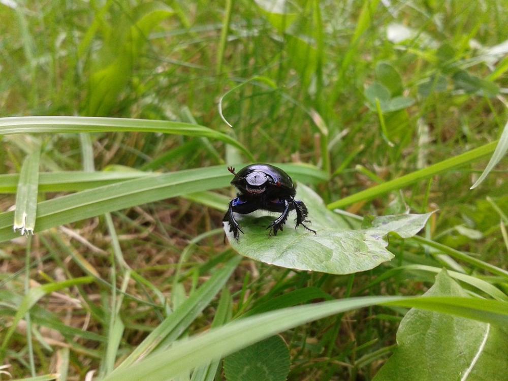 Beetle Nature Insect Animal Fauna Leaf Green Beetle Nature Insect Animal Fauna Leaf Green