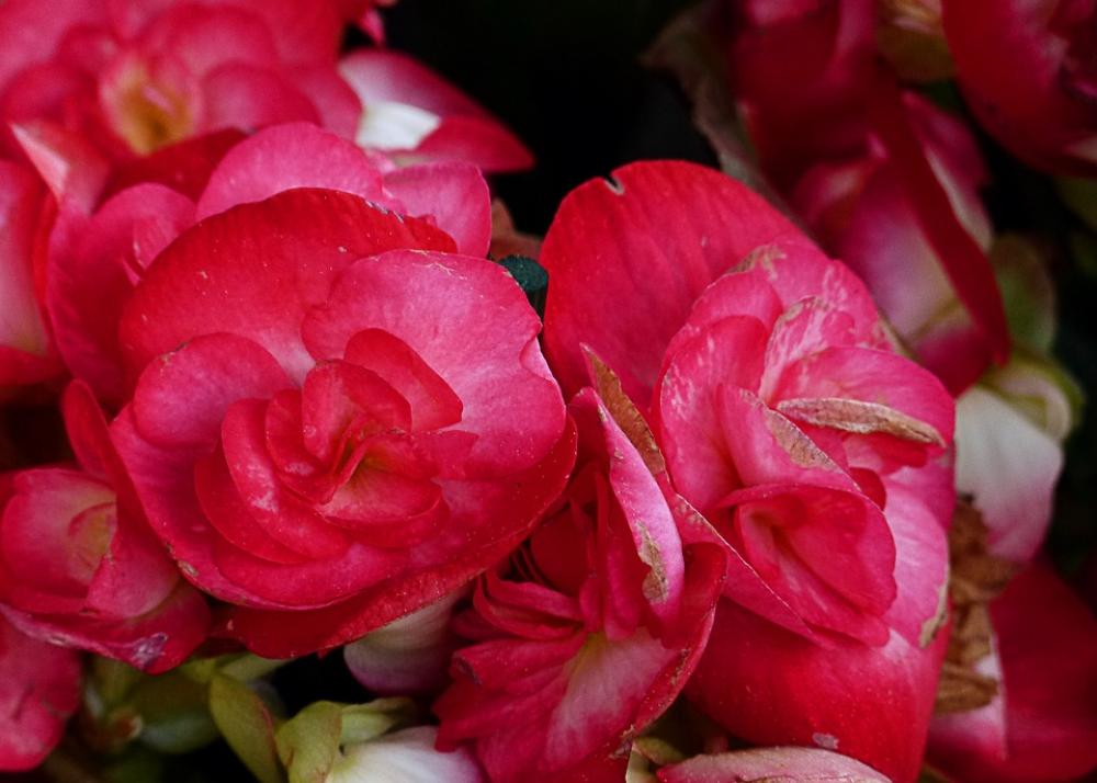 Begonia Red Flower Garden Close-Up Plant Nature Begonia Red Flower Garden Close-Up Plant Nature