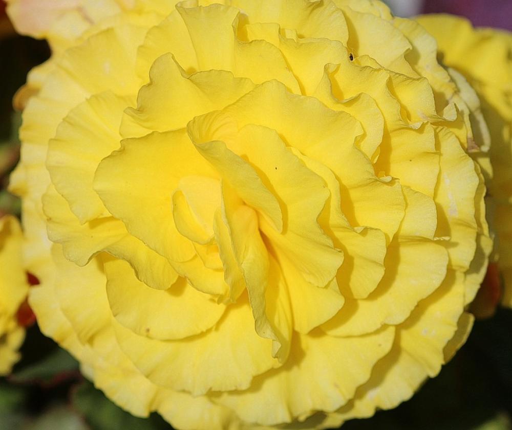 Begonia Yellow Bedding Plant Balcony Plant Begonia Yellow Bedding Plant Balcony Plant