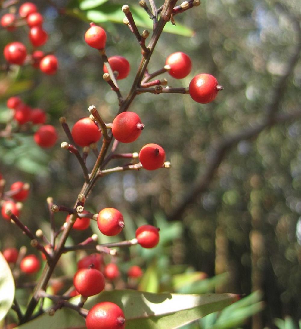 Berries Red Round Bright Stalks Garden Berries Red Round Bright Stalks Garden