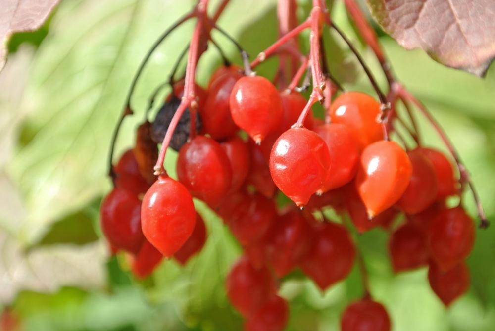 Berries Red Rowan Nature Bush Berries Red Rowan Nature Bush