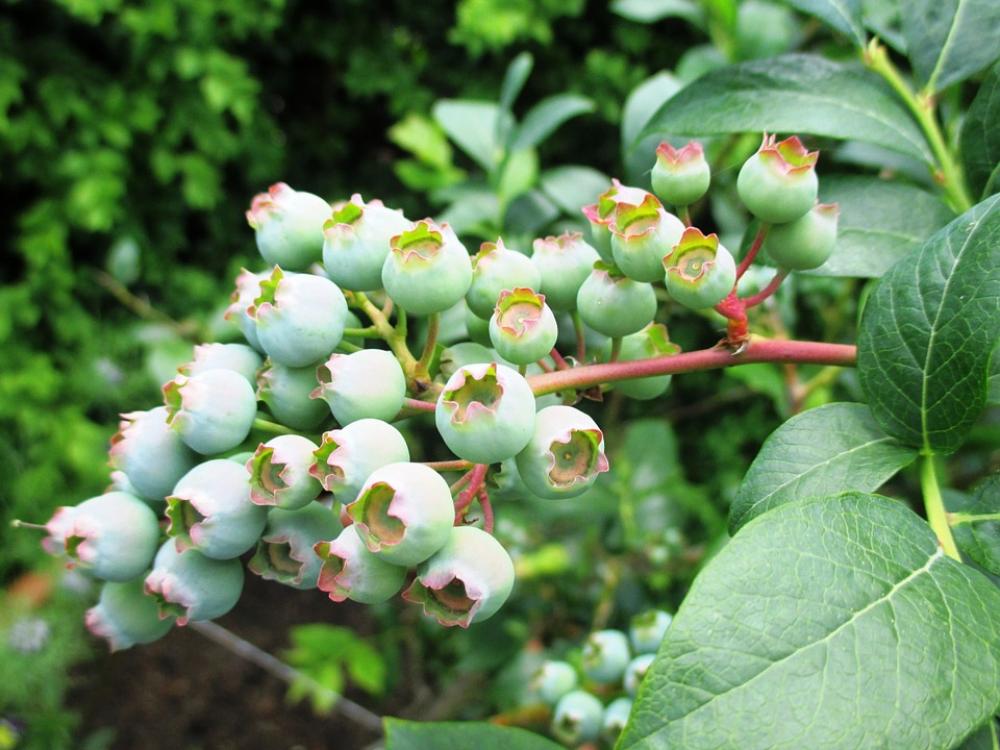 Berries Blueberries Immature Fruits Vitamins Fruit Berries Blueberries Immature Fruits Vitamins Fruit