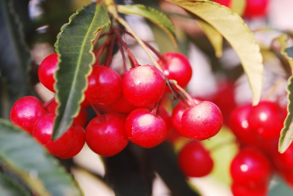 Berries Red Fruit Thailand Bush Berries Red Fruit Thailand Bush