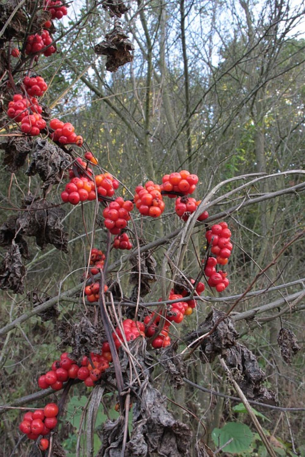 Berries Berry Communis Dioscorea Poison Poisonous Berries Berry Communis Dioscorea Poison Poisonous
