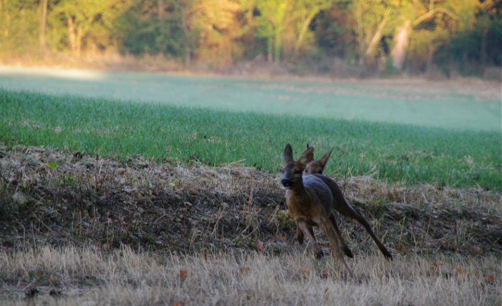 Biche Animals Wild Nature Biche Animals Wild Nature
