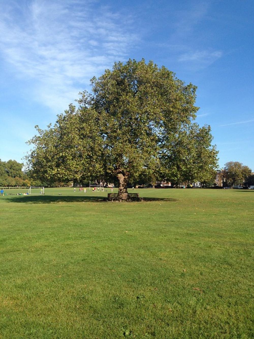 Big Green Tree Big Green Tree