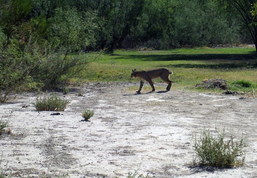 Big Bend Texas Landscape Bobcat Feline Wildlife Big Bend Texas Landscape Bobcat Feline Wildlife