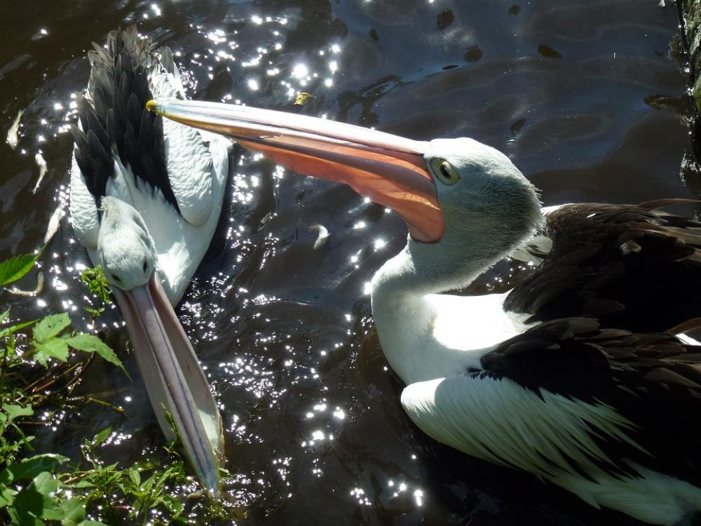 Bill Pelicans Water Bird Birds Bill Pelicans Water Bird Birds