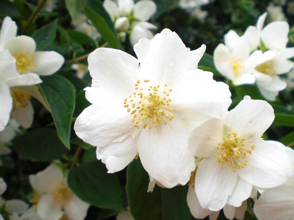 Bill Jasmin White Flower Blossoms White Green Bill Jasmin White Flower Blossoms White Green