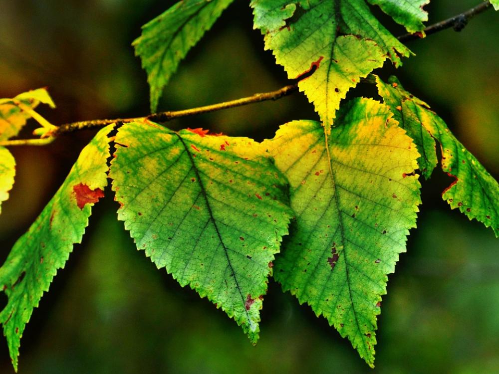 Birch Leaves Autumn Back Light Nature Morning Sun Birch Leaves Autumn Back Light Nature Morning Sun