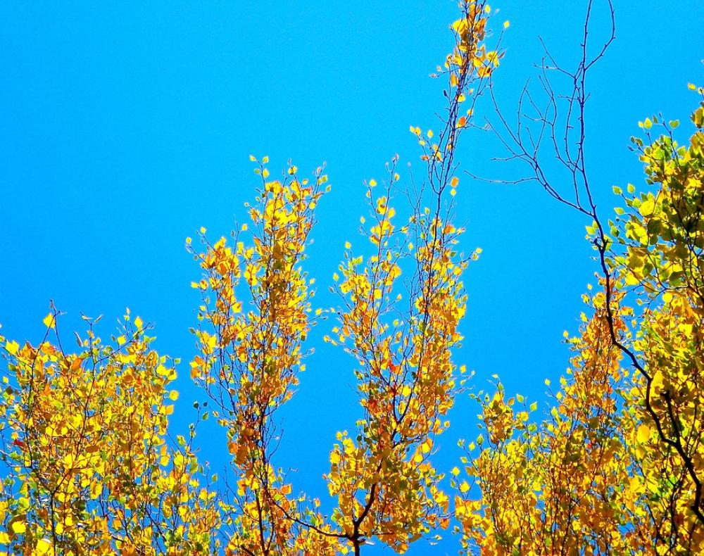 Birch Yellow Blue Himmel Autumn Birch Yellow Blue Himmel Autumn