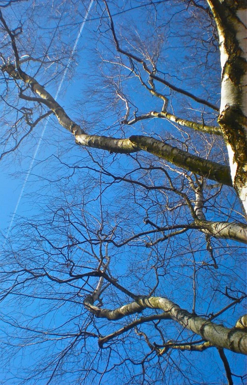 Birch Blue Sky Summer Birch Blue Sky Summer