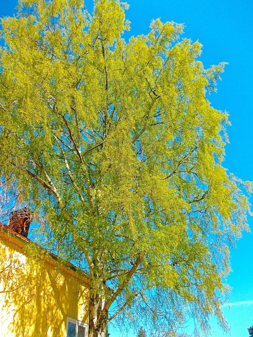 Birch Tree Blue Sky Hardwood Birch Tree Blue Sky Hardwood