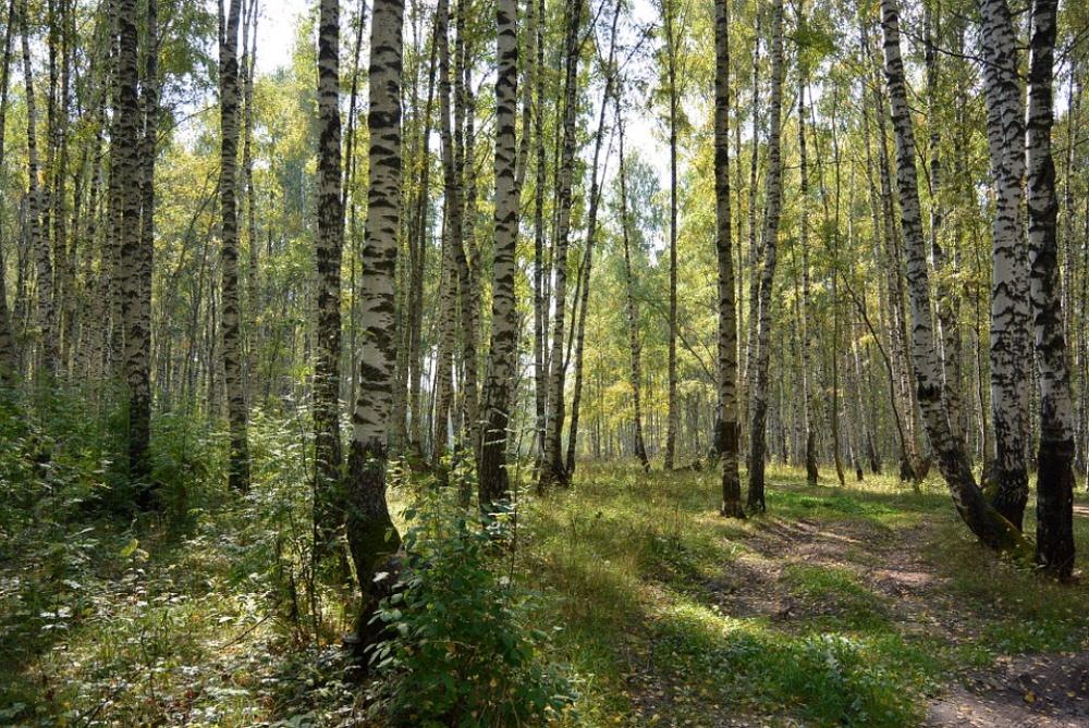 Birch Forest Trees Tree Trunk Nature Leaves Birch Forest Trees Tree Trunk Nature Leaves