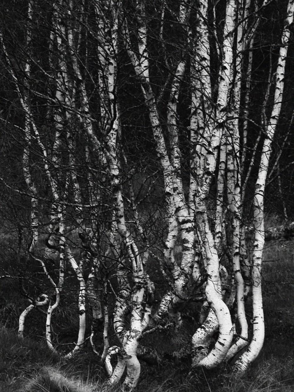 Birch Trees Forest Birch Trees Forest