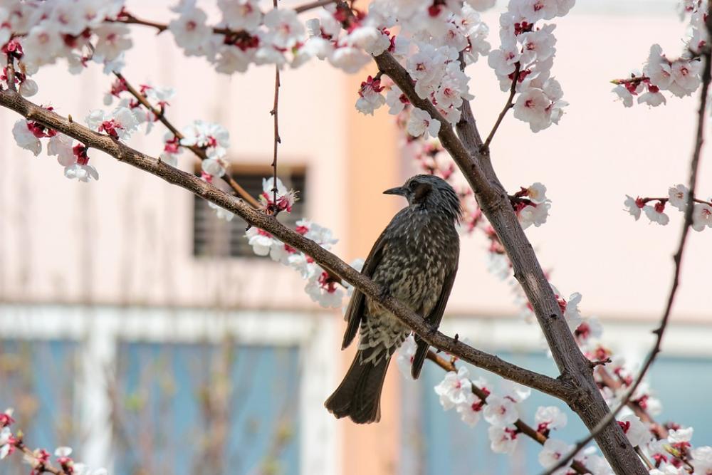 Bird Cherry Blossoms Cherry Tree Cherry Blossom Bird Cherry Blossoms Cherry Tree Cherry Blossom
