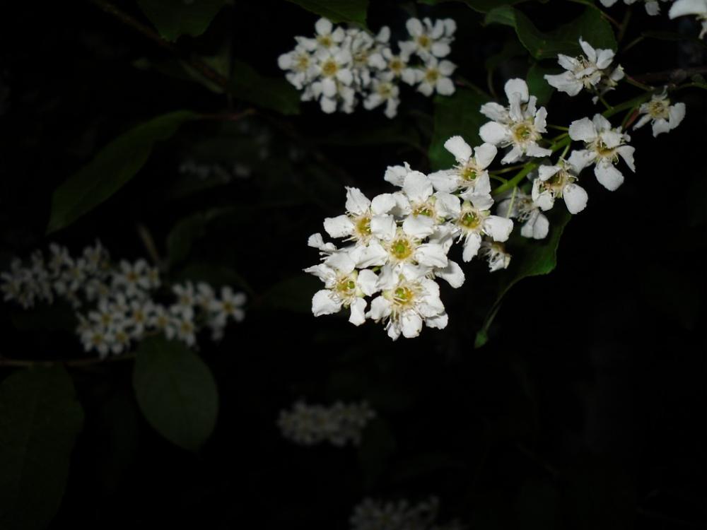 Bird Cherry Tree Branch Flower Outside Summer Bird Cherry Tree Branch Flower Outside Summer