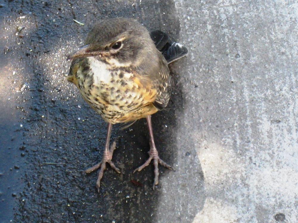 Bird Brown Legs Native Wild Native Birds Nature Bird Brown Legs Native Wild Native Birds Nature