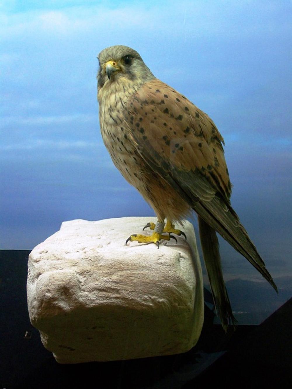 Bird Raptor Animal Nature Bird Raptor Animal Nature