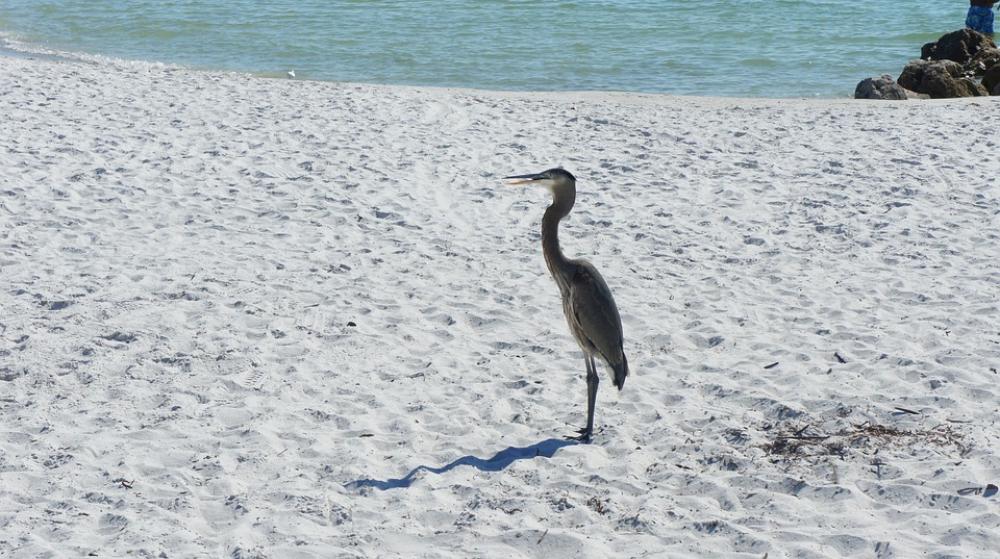 Bird Heron Nature Beach Animal World Bird Heron Nature Beach Animal World