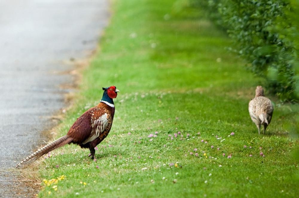 Bird Pheasant Beautiful Animal Nature Close-Up Bird Pheasant Beautiful Animal Nature Close-Up