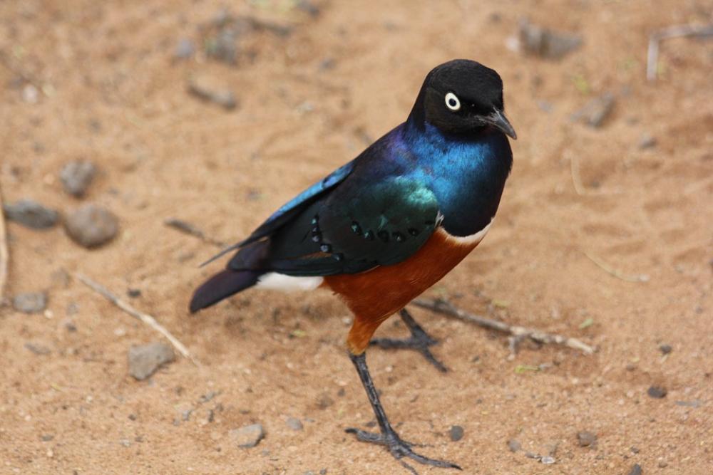 Bird Africa Tanzania Tarangire Colorful Bird Africa Tanzania Tarangire Colorful
