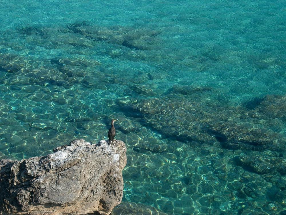 Bird Sea Water Water Bird Bird Sea Water Water Bird