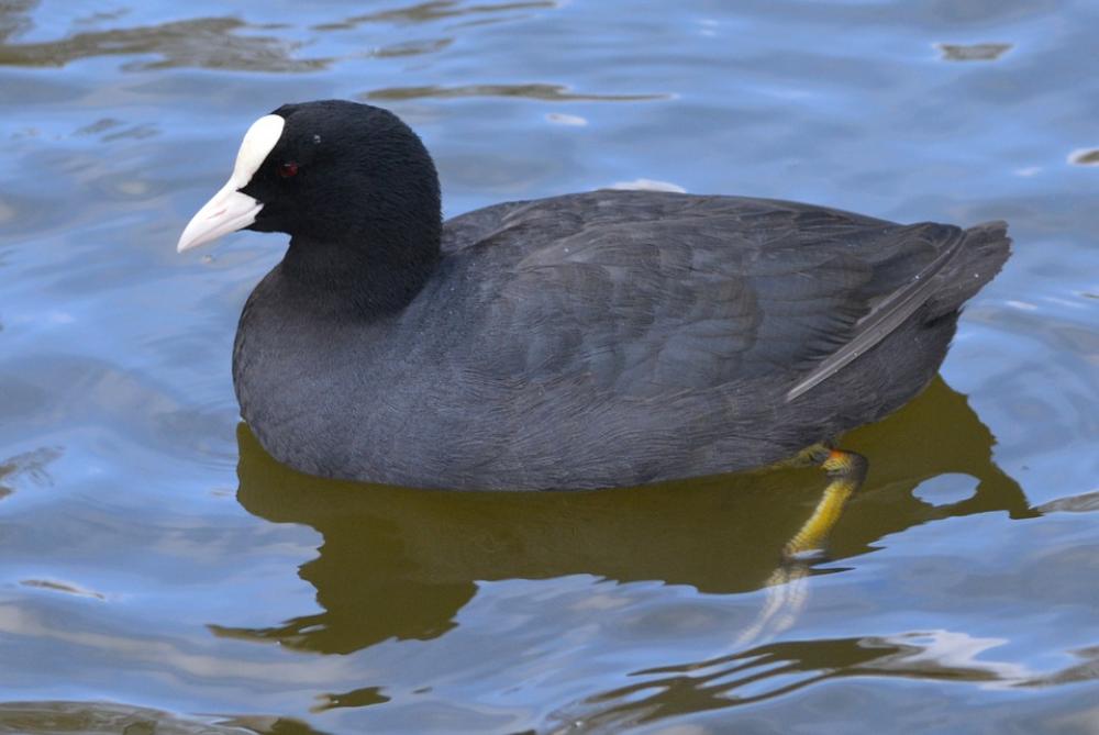 Bird Waterfowl Animal Nature Bird Waterfowl Animal Nature