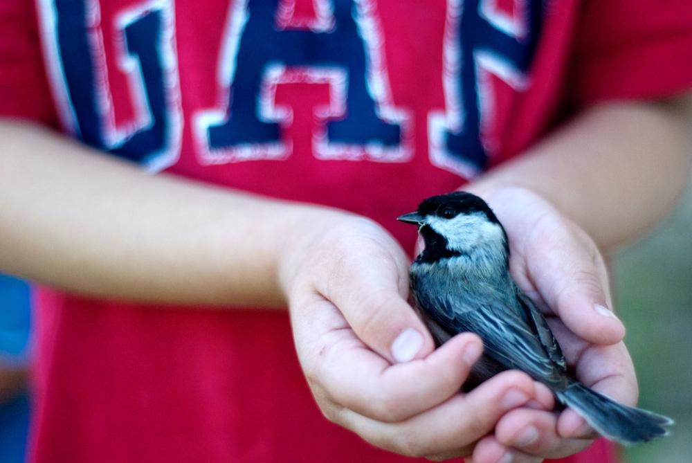 Bird Safety Rescue Birds Chickadee Wild Wildlife Bird Safety Rescue Birds Chickadee Wild Wildlife