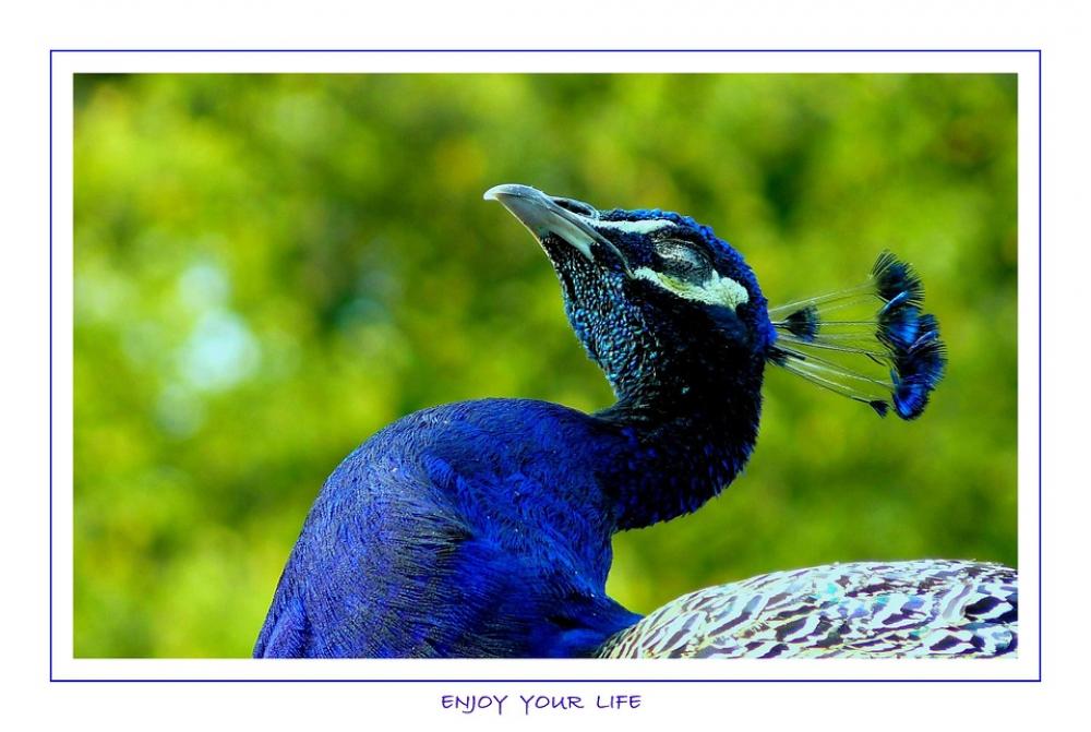 Bird Birds Animal Animals Feather Peacock Color Bird Birds Animal Animals Feather Peacock Color