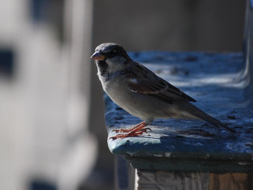 Bird The Sparrow Nature Pen Bird The Sparrow Nature Pen